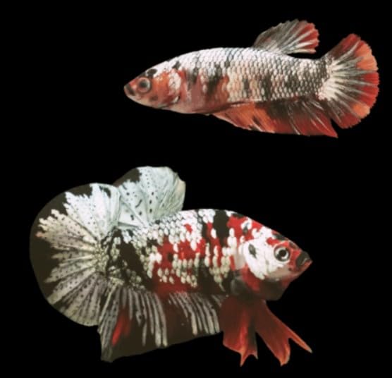 Pair of Male and Female Live Freshwater Aquarium Fish X61322