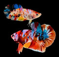 Pair of Male and Female Live Freshwater Aquarium Fish X61322