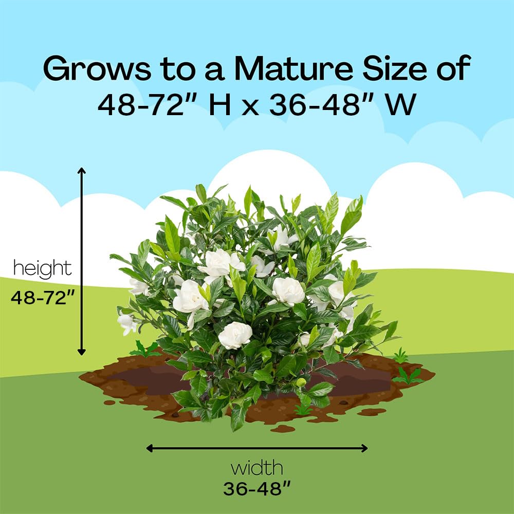 3 Gal. Gardenia Shrub D215874