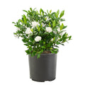 3 Gal. Gardenia Shrub D215874