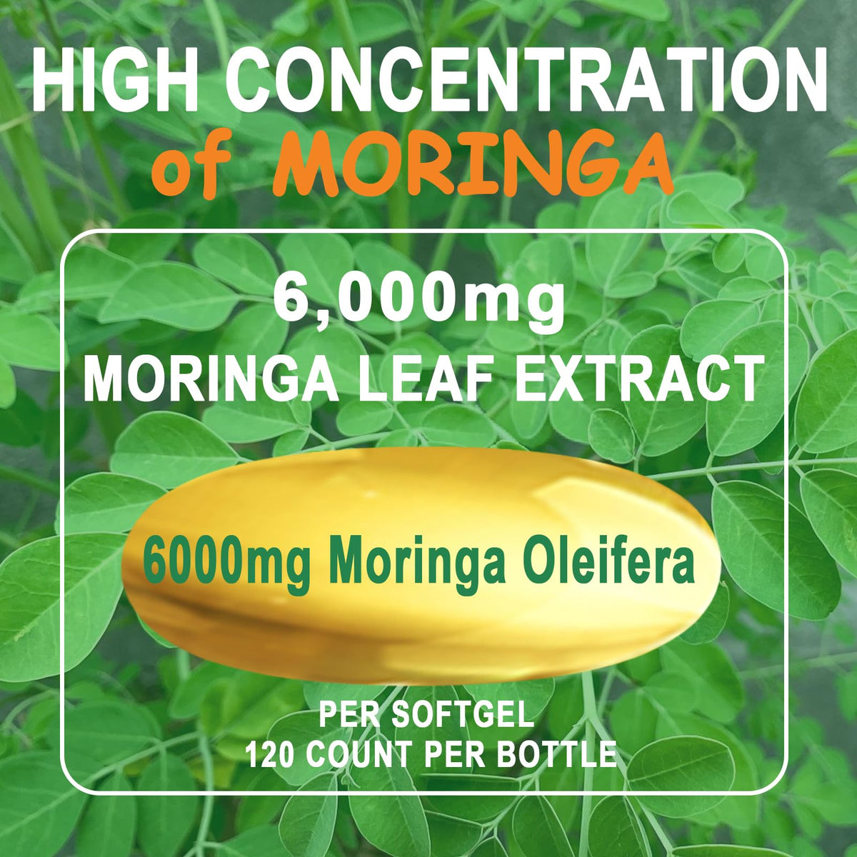Organic Moringa Oleifera Softgels A2407