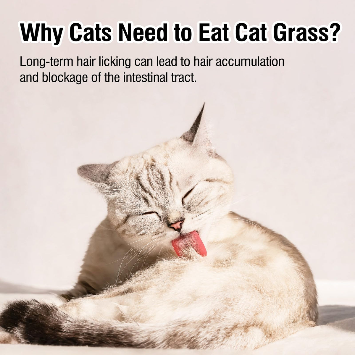 Freeze Drying Cat Grass Treats with Chicken & Egg Yolk 2.3 oz I903
