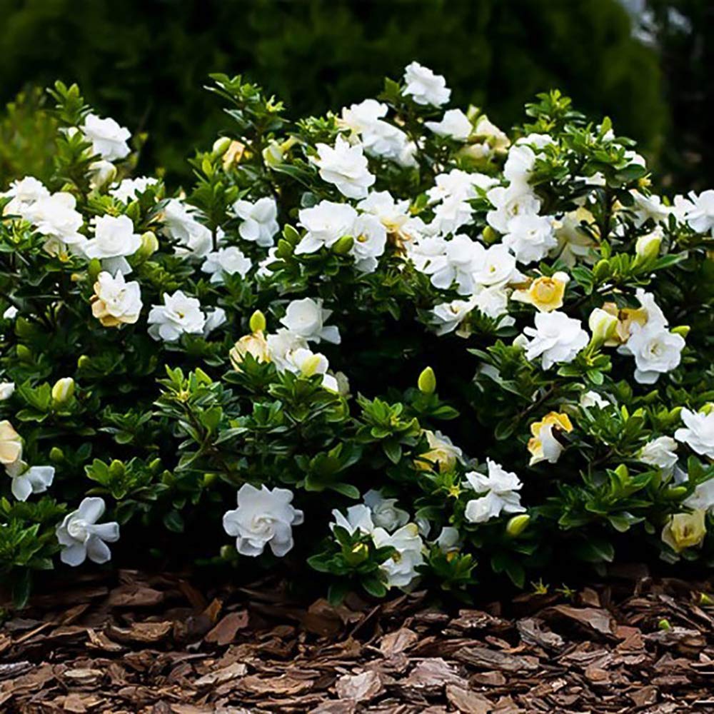 3 Gal. Gardenia Shrub D215874