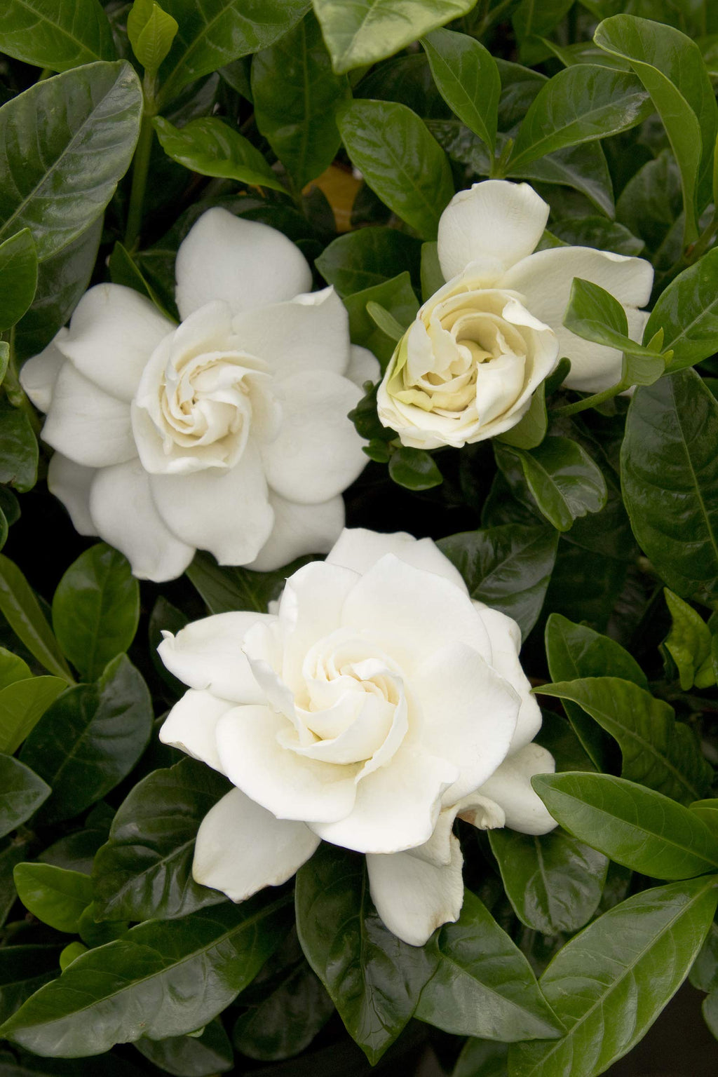 3 Gal. Gardenia Shrub D215874