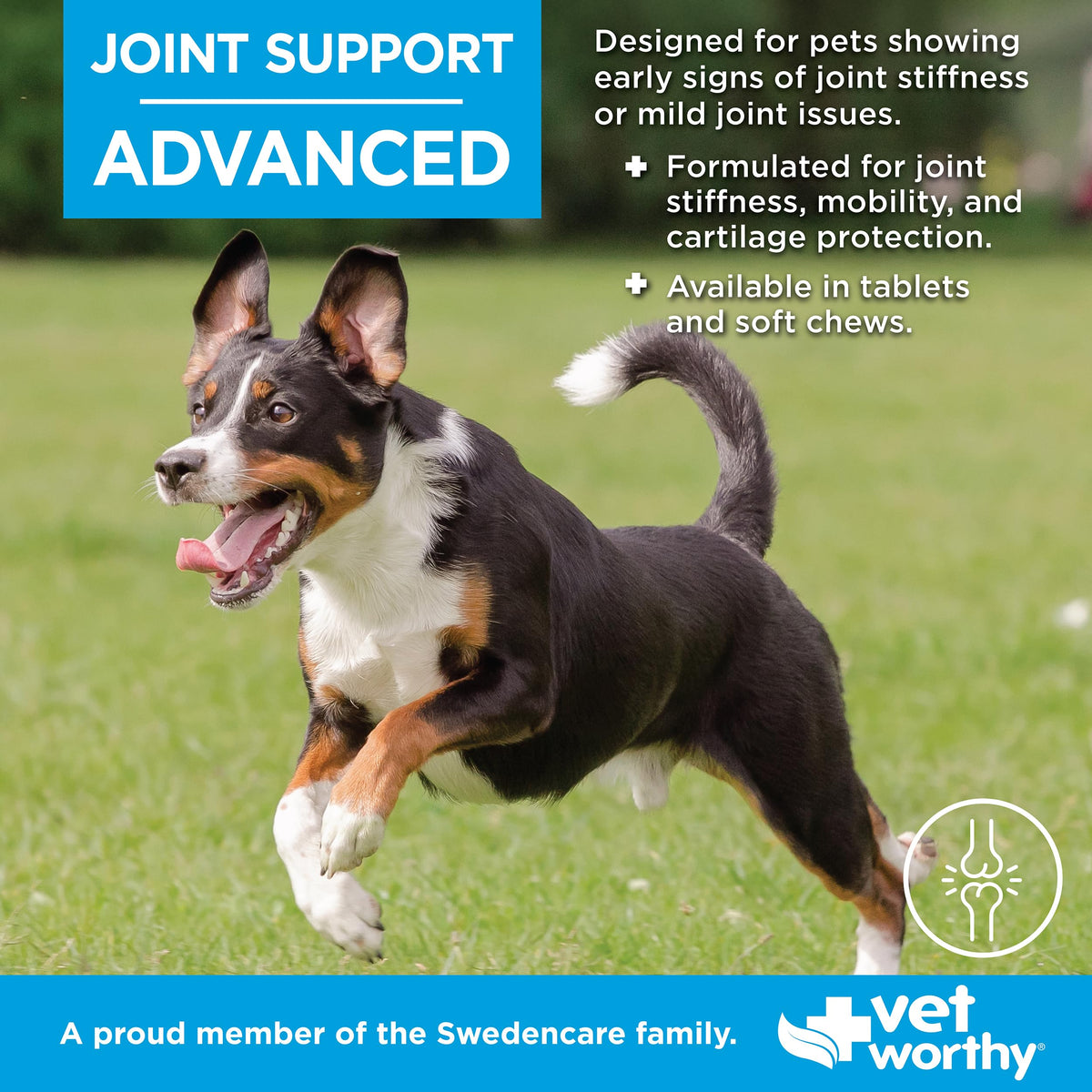 Joint Support Soft Chews for Dogs 60ct D727393