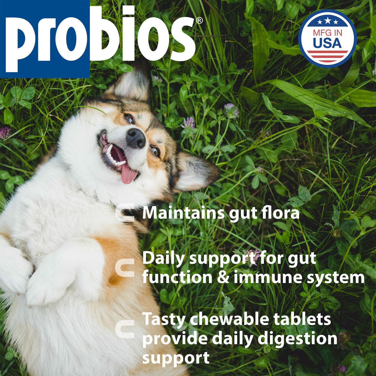 Digestive Dog Tabs 45 chewable tablets W185917
